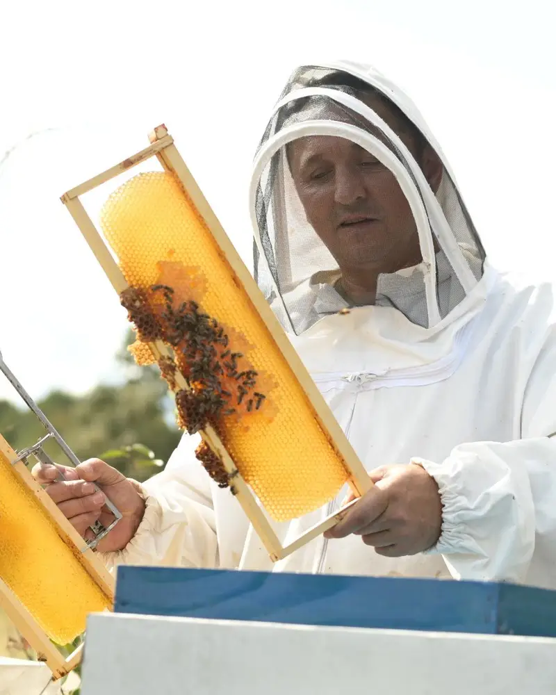 Pčelar pregleda okvir sa saćem