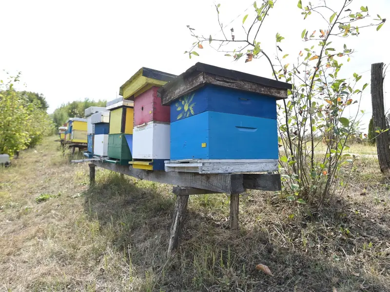 Košnice u nizu na livadi, iza njih voćke